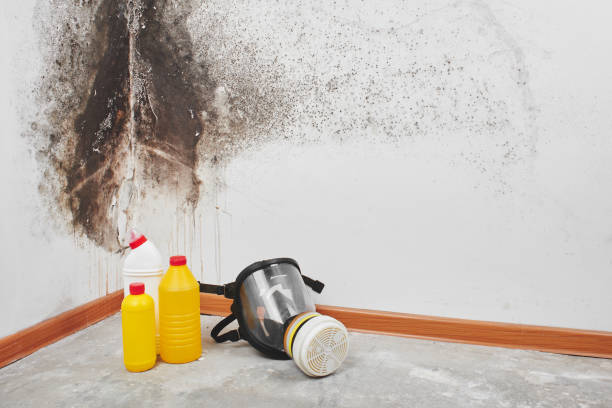 Best Mold Removal and Inspection  in Mount Vernon, AL