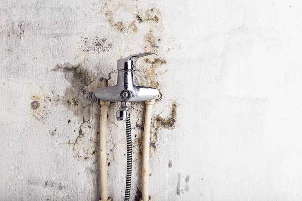 Best Mold Damage Repair  in Mount Vernon, AL