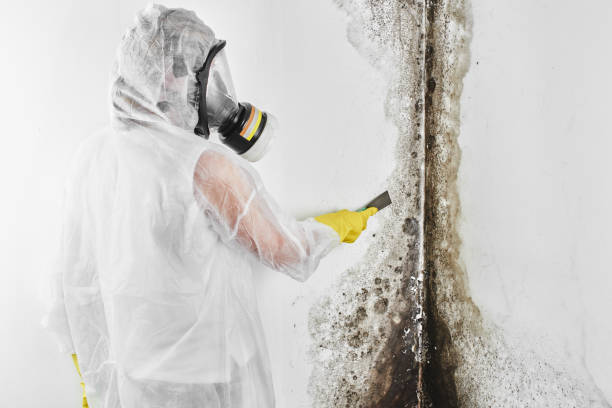 Best Commercial Mold Removal  in Mount Vernon, AL