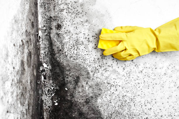 Best Local Mold Removal Service  in Mount Vernon, AL