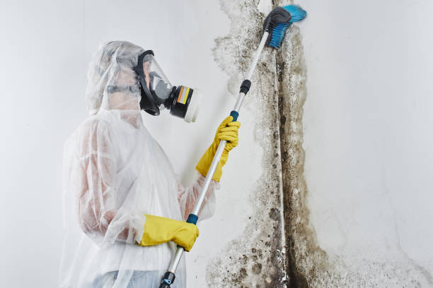 Best Affordable Mold Removal  in Mount Vernon, AL