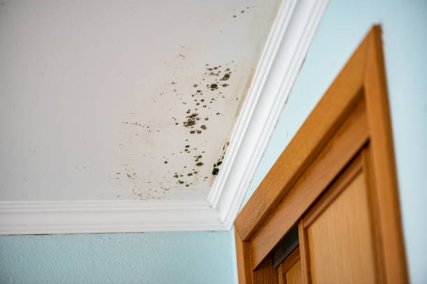 Professional Mold Removal in Mount Vernon, AL