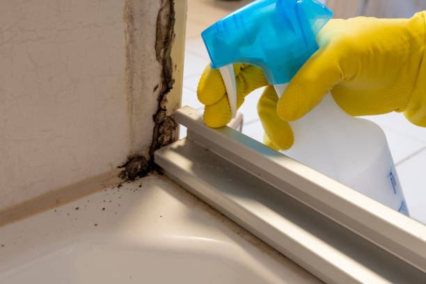 Best Crawl Space Mold Removal  in Mount Vernon, AL