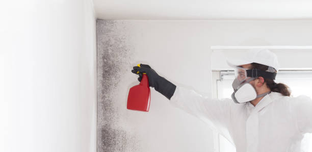 Best Home Mold Removal  in Mount Vernon, AL