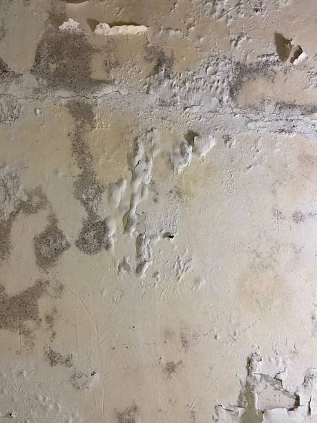 Office Mold Removal Services in Mount Vernon, AL