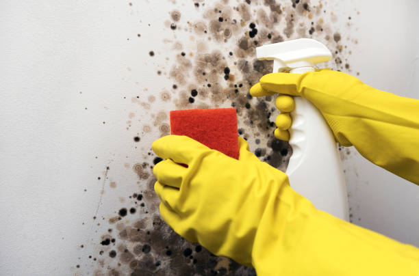 Best Certified Mold Removal  in Mount Vernon, AL