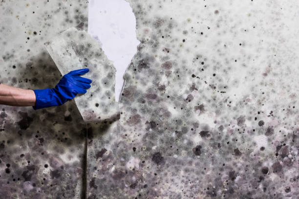 Best Toxic Mold Removal  in Mount Vernon, AL