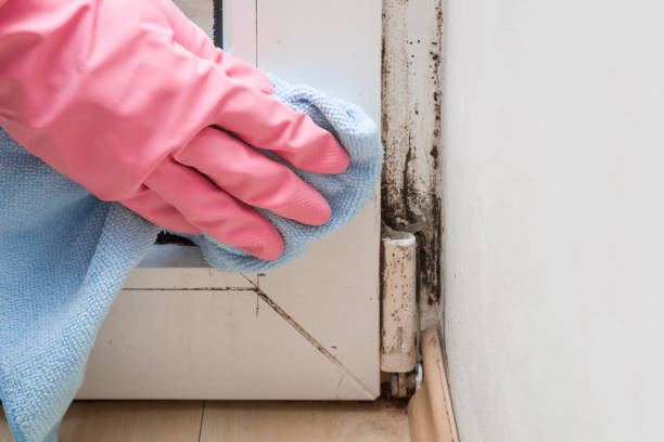 Best Attic Mold Removal  in Mount Vernon, AL