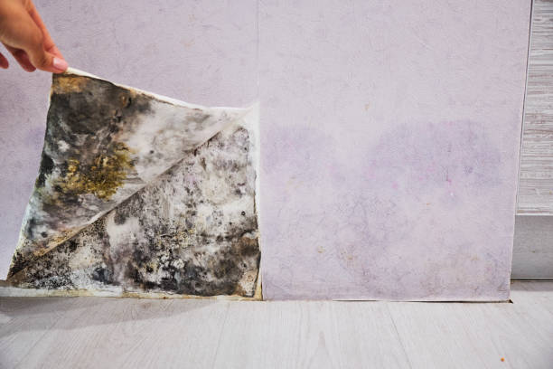 Best Residential Mold Removal  in Mount Vernon, AL